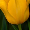 Tulips04-05-15-32-Edit-Edit-2-Edit.jpg