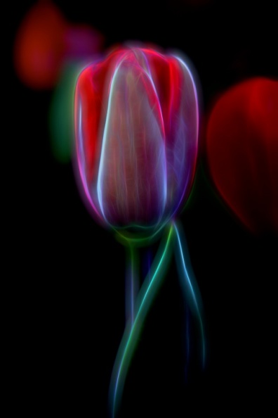 Tulips03-24-16-153-Edit-Edit-Edit-Edit.jpg