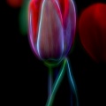 Tulips03-24-16-153-Edit-Edit-Edit-Edit.jpg