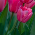 Tulips03-21-17-297-Edit-Edit.jpg