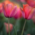 Tulips03-16-16-28-Edit-Edit-Edit-2.jpg