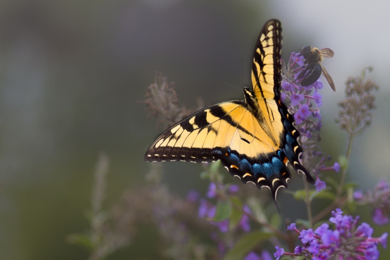 Butterflies09-01-15-217-Edit-Edit-Edit-Edit.jpg