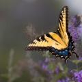 Butterflies09-01-15-217-Edit-Edit-Edit-Edit.jpg