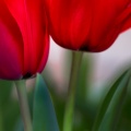 Tulips03-24-16-193-Edit-Edit-Edit-Edit-Edit-Edit.jpg