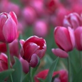 Tulips03-20-17-93-Edit-Edit-2-Edit-Edit.jpg