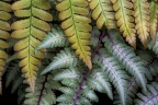 Fern Layers