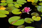 Sweet Waterlily