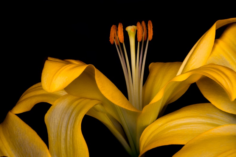 Lilies07-01-15-18-Edit-Edit-Edit-Edit.jpg