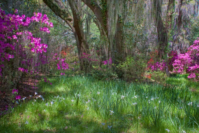 MagnoliaGarden04-09-14-453-Edit.jpg