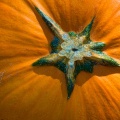 Pumpkins10-20-14-50-Edit.jpg