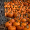 Pumpkins10-12-15-195-Edit.jpg