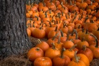 Pumpkin Patch