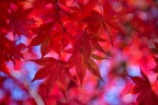 Dancing in Red