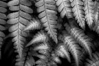 Fern Layers