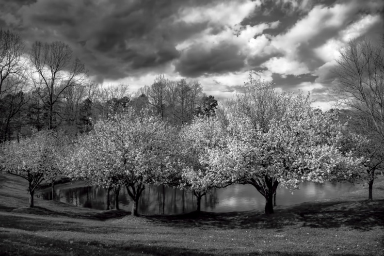 CherryTrees2-03-06-17-266-Edit-Edit-Edit-Edit-2-Edit-Edit.jpg