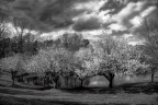 Snow Covered Spring BW