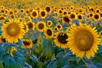 Sunset on Sunflowers