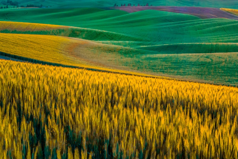 Palouse06-08-13-398-Edit-Edit-Edit-Edit-Edit-Edit.jpg