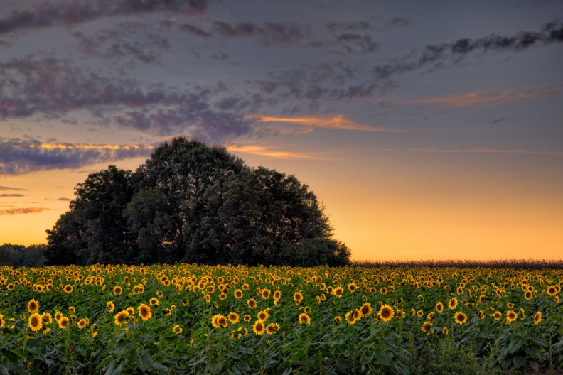 Sunflowers09-27-14-27-Edit-Edit-Edit-Edit-2.jpg