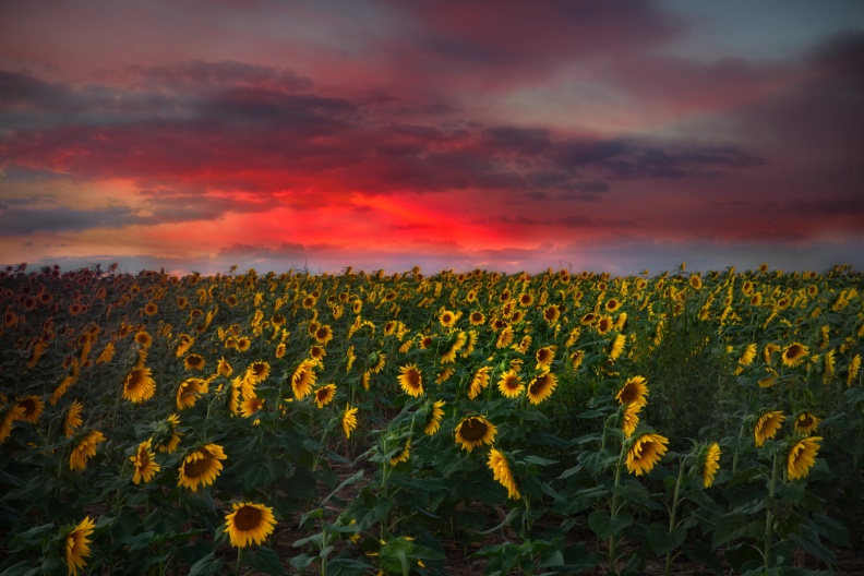 Sunflowers09-13-15-837-Edit-Edit-Edit-Edit.jpg