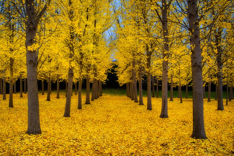 FallTrees12-01-15-80-Edit-Edit-2-Edit-2-Edit-Edit-Edit.jpg