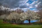 Snow Covered Spring