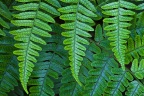 Fern Reality