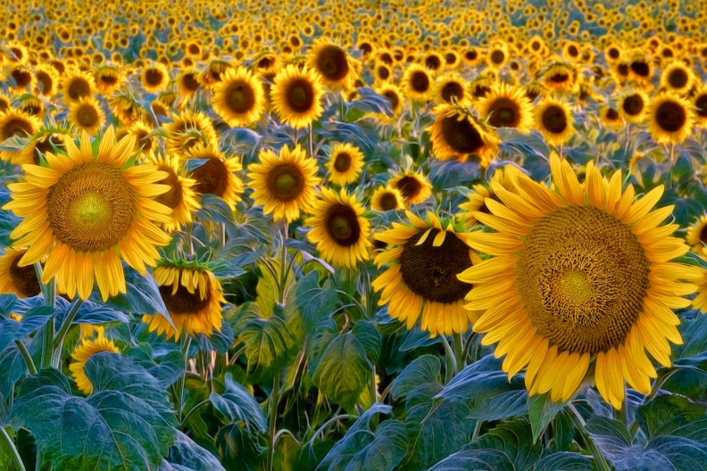 SunsetSunflowers-EK-226-Edit-Edit-Edit-Edit-2-Edit.jpg