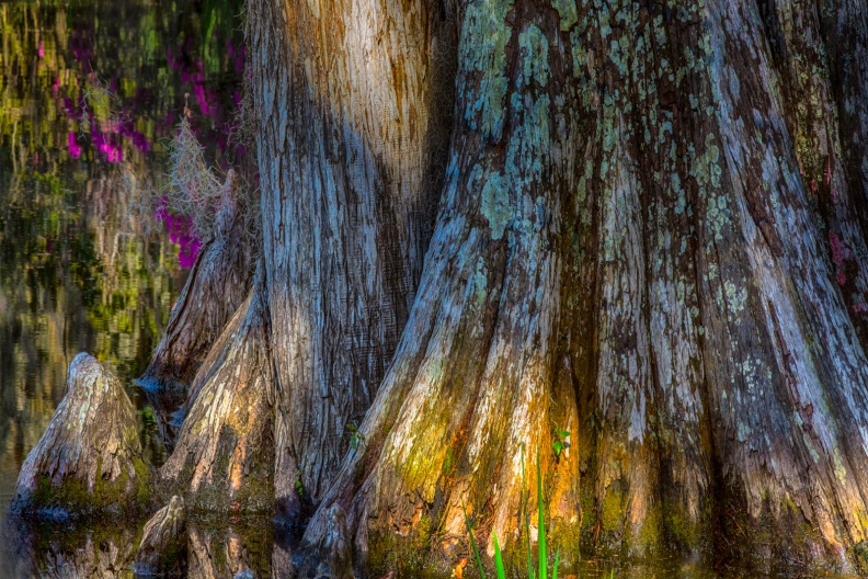 Magnolia2-03-23-18-147-Edit-Edit-Edit.jpg