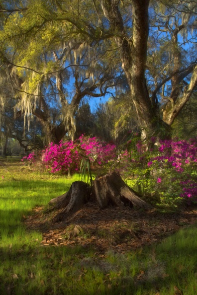 Magnolia03-23-18-261-Edit-Edit.jpg