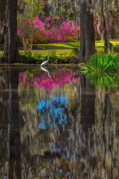 Magnolia2-03-23-18-190-Edit-Edit.jpg