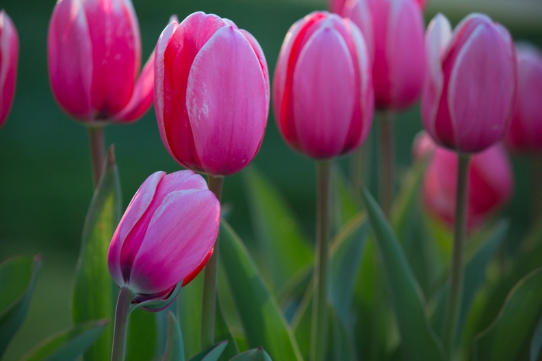 Tulips03-20-17-240-Edit.jpg
