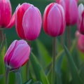 Tulips03-20-17-240-Edit.jpg