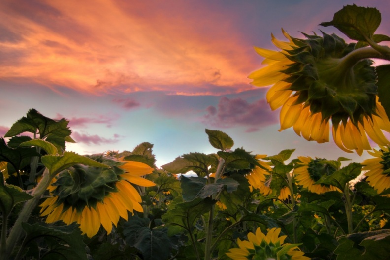 Sunflowers09-06-18-359-Edit-Edit-Edit-Edit-Edit-Edit.jpg