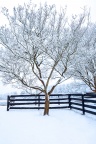 Winter Elegance Vertical