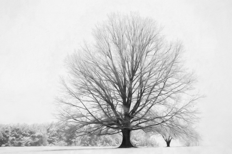 Snow01-17-18-128-Edit.jpg