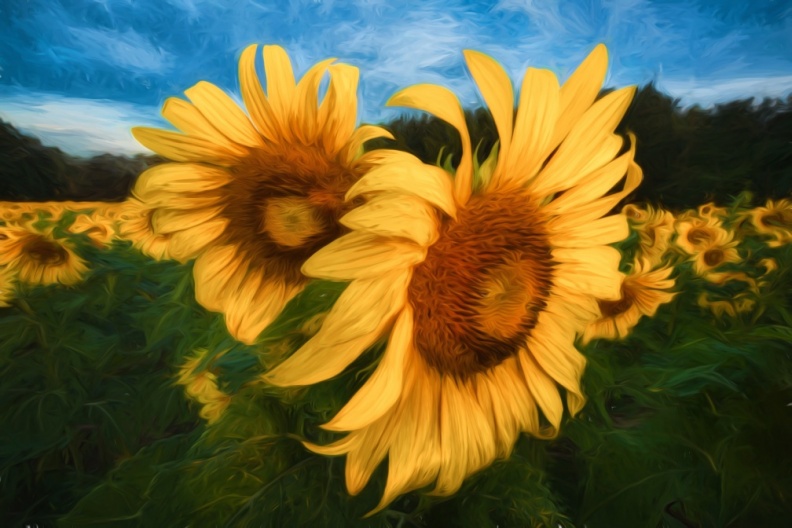 Sunflowers09-06-18-206-Edit-Edit-Edit-Edit-Edit-Edit-2-Edit-Edit.jpg