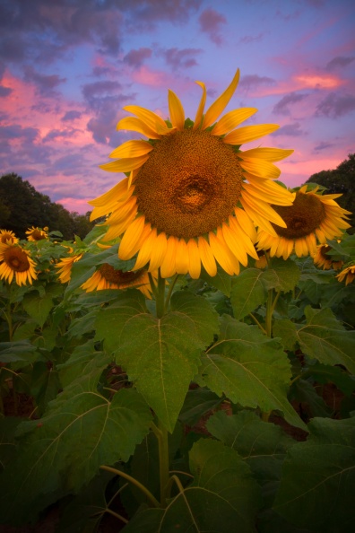 Sunflowers09-06-18-374-Edit-Edit-Edit-Edit-Edit.jpg