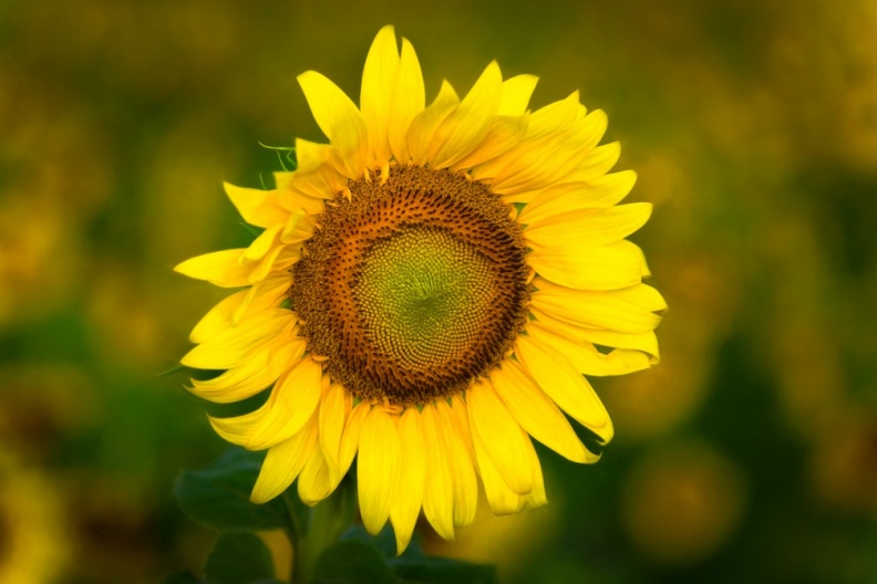 Sunflowers09-04-18-121-Edit-Edit-Edit.jpg