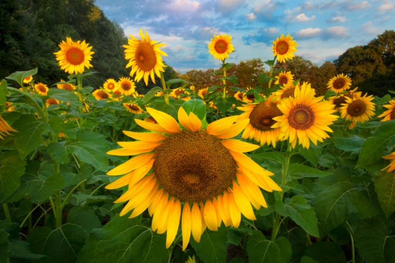 Sunflowers09-06-18-485-Edit-Edit-Edit.jpg