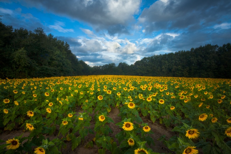 Sunflowers09-02-18-511-Edit-Edit-Edit-Edit.jpg