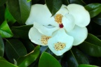 Magnolia