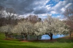 Snow Covered Spring