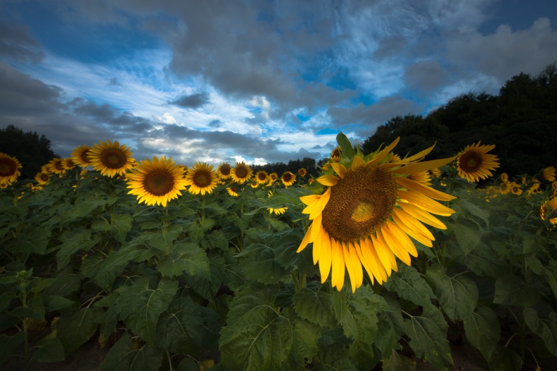 Sunflowers09-02-18-541-Edit.jpg