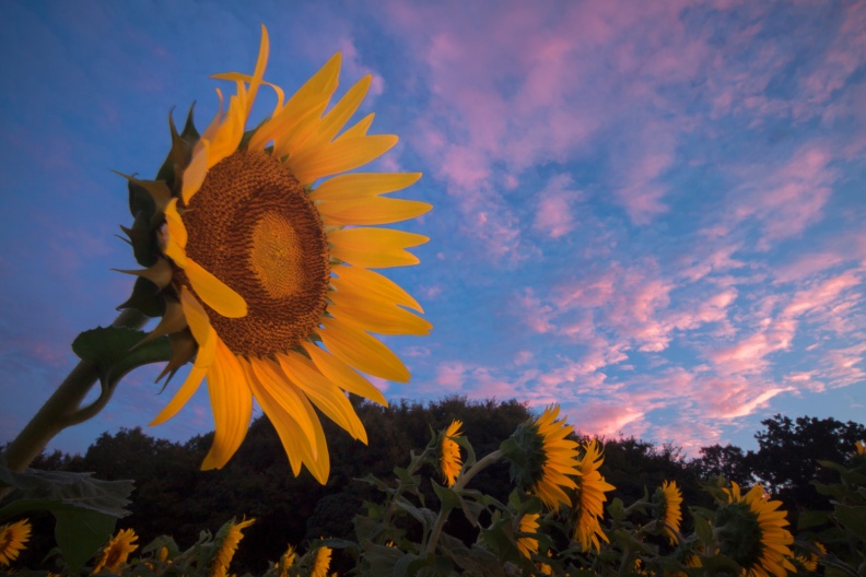 Sunflowers09-06-18-21-Edit-Edit.jpg