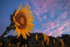 Sunflowers Rise