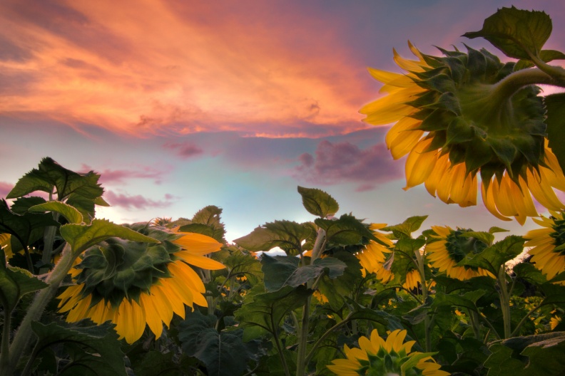 Sunflowers09-06-18-359-Edit-Edit-Edit-Edit-Edit-Edit-Edit.jpg