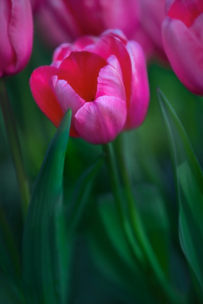 Tulips03-20-17-27-Edit-Edit-Edit-Edit-Edit.jpg