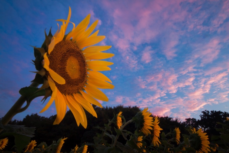 Sunflowers09-06-18-21-Edit-Edit-Edit-2.jpg