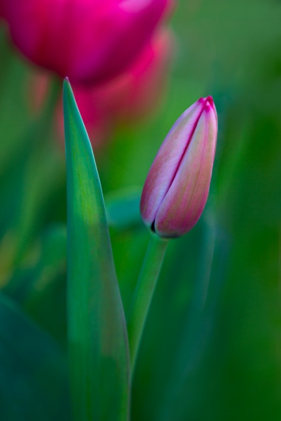 Tulips03-20-17-10-Edit-Edit-Edit-Edit.jpg